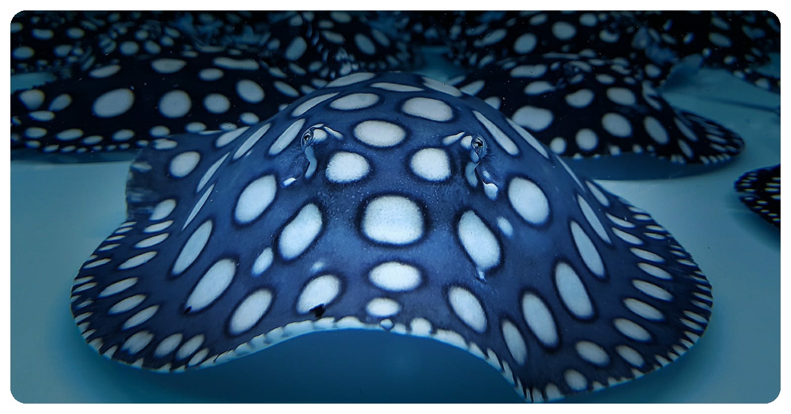 Freshwater Stingrays for sale in the UK UK based freshwater stingray