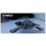 Fly River Turtle Carettochelys Insculpta Pig Nosed Turtle
