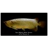 Malaysian Golden Super High Back Arowana Scleropages Formosus 20cm