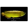 Malaysian Crossback Golden Asian Arowana  20cm size