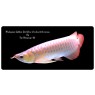 Malaysian Golden Red Rose Crossback Arowana Scleropages Formosus 20cm