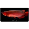 Malaysian Super Red Arowana Scleropages Formosus 20cm