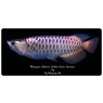 Malaysian Golden Blue Base High Back Arowana Scleropages Formosus 20cm