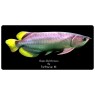 Banjar Red Arowana Scleropages Formosus 20cm