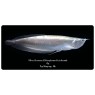 Silver Arowana (Osteoglossum bicirrhosum)