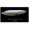 Albino Silver Arowana (Osteoglossum bicirrhosum)