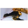 L056 Chubby Pleco (Parancistrus aurantiacus )