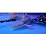 Polypterus endlicheri endlicheri 