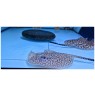 Mini Marble Motoro Freshwater Stingray Female