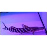 Tigrinus Catfish (Brachyplatystoma tigrinum)