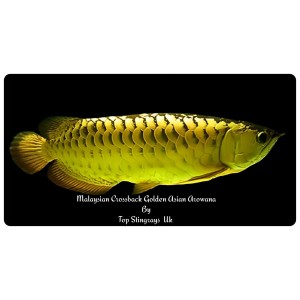 Malaysian Crossback Golden Asian Arowana  20cm size
