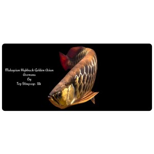 High Back Red Tail Gold Arowana Scleropages Formosus 20cm