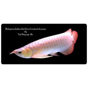 Malaysian Golden Red Rose Crossback Arowana Scleropages Formosus 20cm