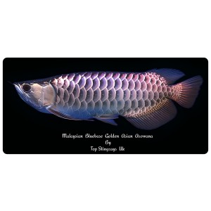 Malaysian Golden Blue Base High Back Arowana Scleropages Formosus 20cm