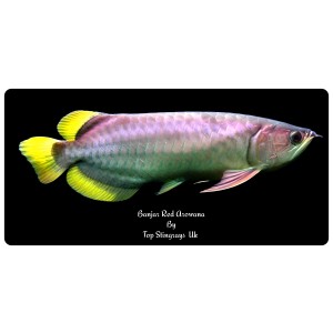Banjar Red Arowana Scleropages Formosus 20cm