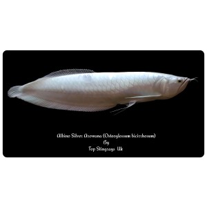 Albino Silver Arowana (Osteoglossum bicirrhosum)