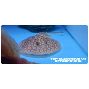 Albino Pearl Red Lucy Female  Freshwater  Stingray 