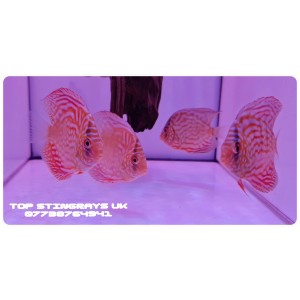 Red Turkise Discus