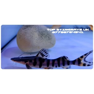Tigrinus Catfish (Brachyplatystoma tigrinum)
