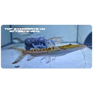 Tiger Shovelnose Catfish Pseudoplatystoma Fasciatum 