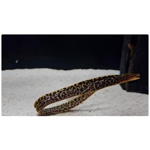 Freshwater Spotted Leopard Moray Eel (Gymnothorax Polyuranodon) 20-30cm