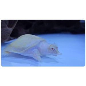 Albino Chinese Softshell Turtle