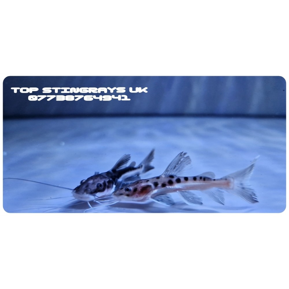 Tiger Shovelnose x Red Tail Catfish Hybrid Other fish UK based