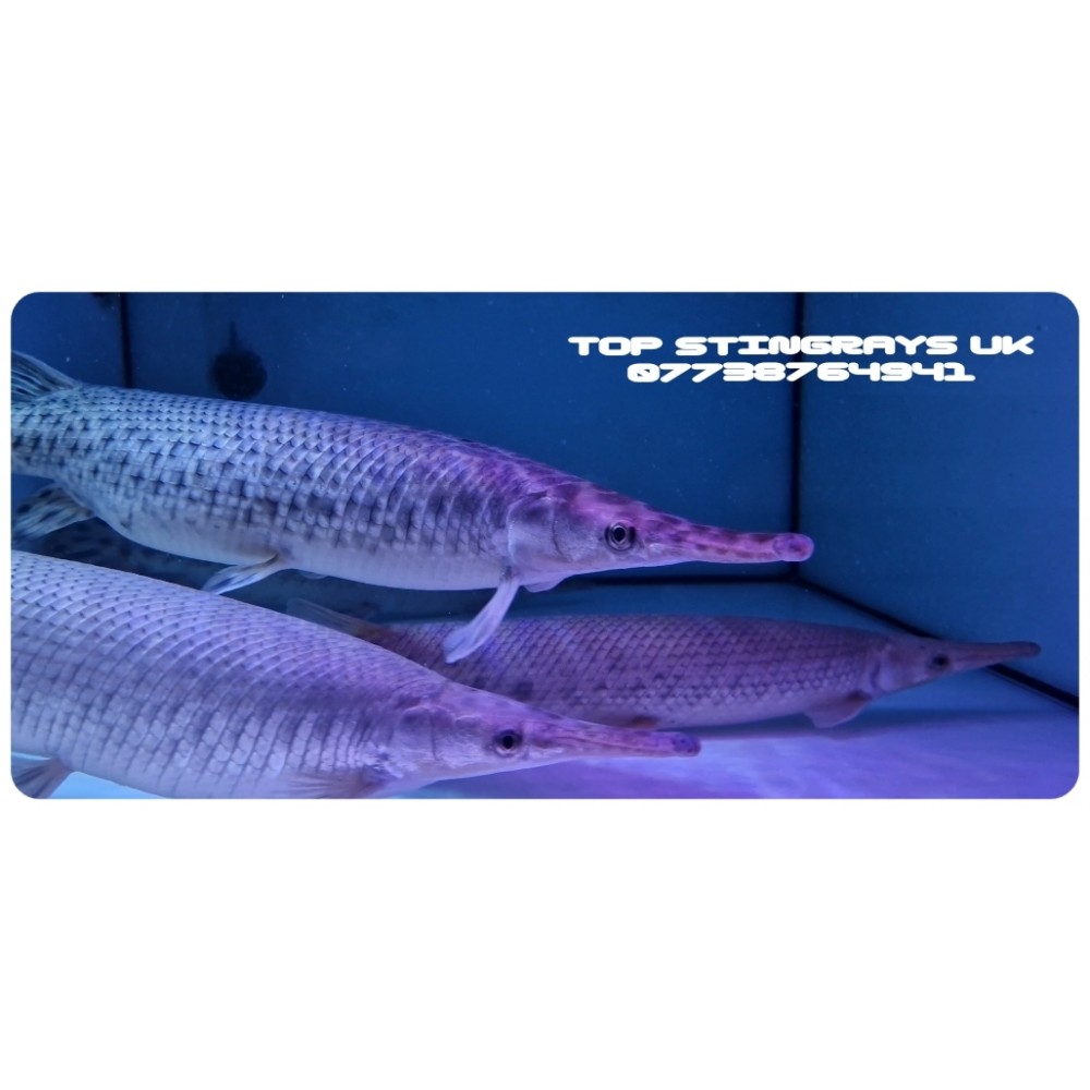 Florida gar care deals