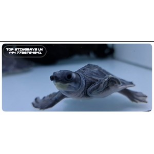 Fly River Turtle Carettochelys Insculpta Pig Nosed Turtle