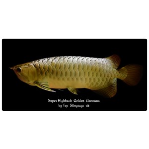 Malaysian Golden Super High Back Arowana Scleropages Formosus 20cm