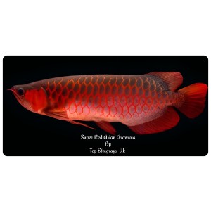 Malaysian Super Red Arowana Scleropages Formosus 20cm