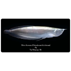 Silver Arowana (Osteoglossum bicirrhosum)
