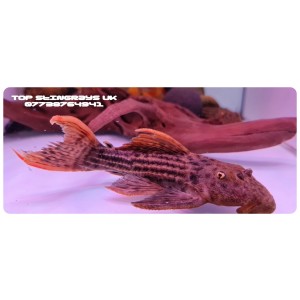 Spawning Pseudacanthicus sp. L025, the scarlet cactus pleco