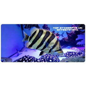 Datnioides Sumatra Tiger Fish