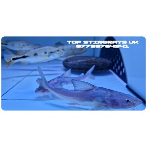 Hemiarius stormii catfish 