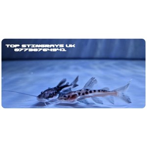 Tiger Shovelnose x Red Tail Catfish  Hybrid