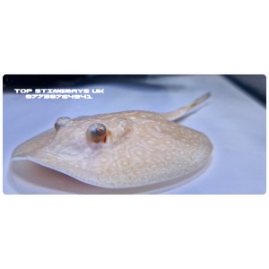 Albino Pearl Male Freshwater Stingray