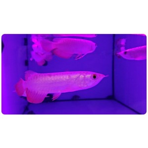 Super HighBack Golden Malaysian Arowana