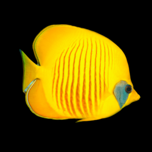 Addis Blue Cheek Butterfly Fish Chaetodon Semilarvatus