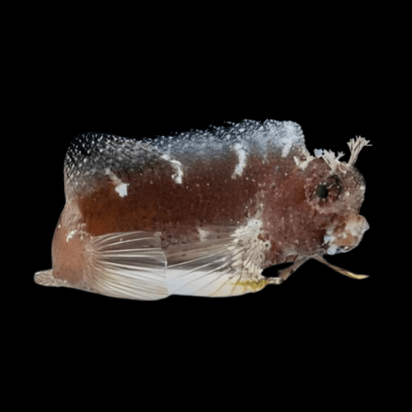 Algae Blenny Salarius Ramosus