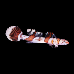 Amikami Nano Goby Callogobius Amikami