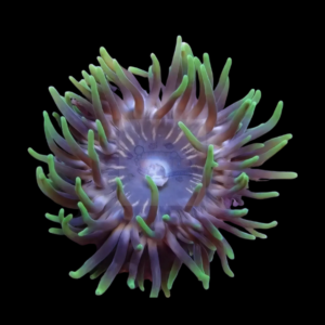 Anemone Rock Mushroom Fungiidae Coral Anemonia Sp