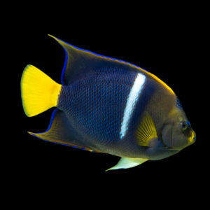 Arabian Angelfish Pomacanthus Asfur