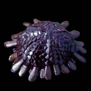 Armadillo Sea Urchin Colobocentrotus Sp