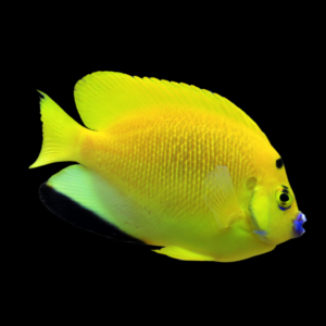 Flagfin Angelfish Apolemichthys Trimaculatus