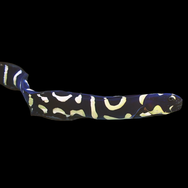 Arrow Goby Pholidichthys Leucotaenia