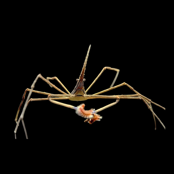 Arrowhead Crab Stenorhynchus Seticornis