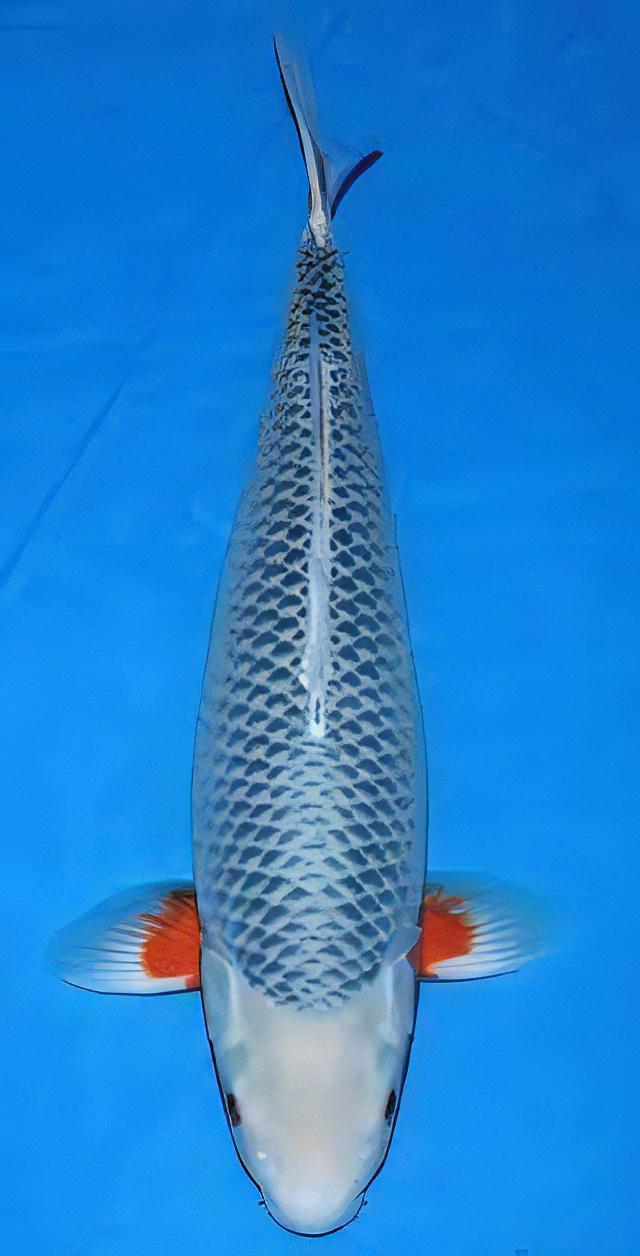 Asagi Japanese Koi Carp Cyprinus Carpio - Image 5