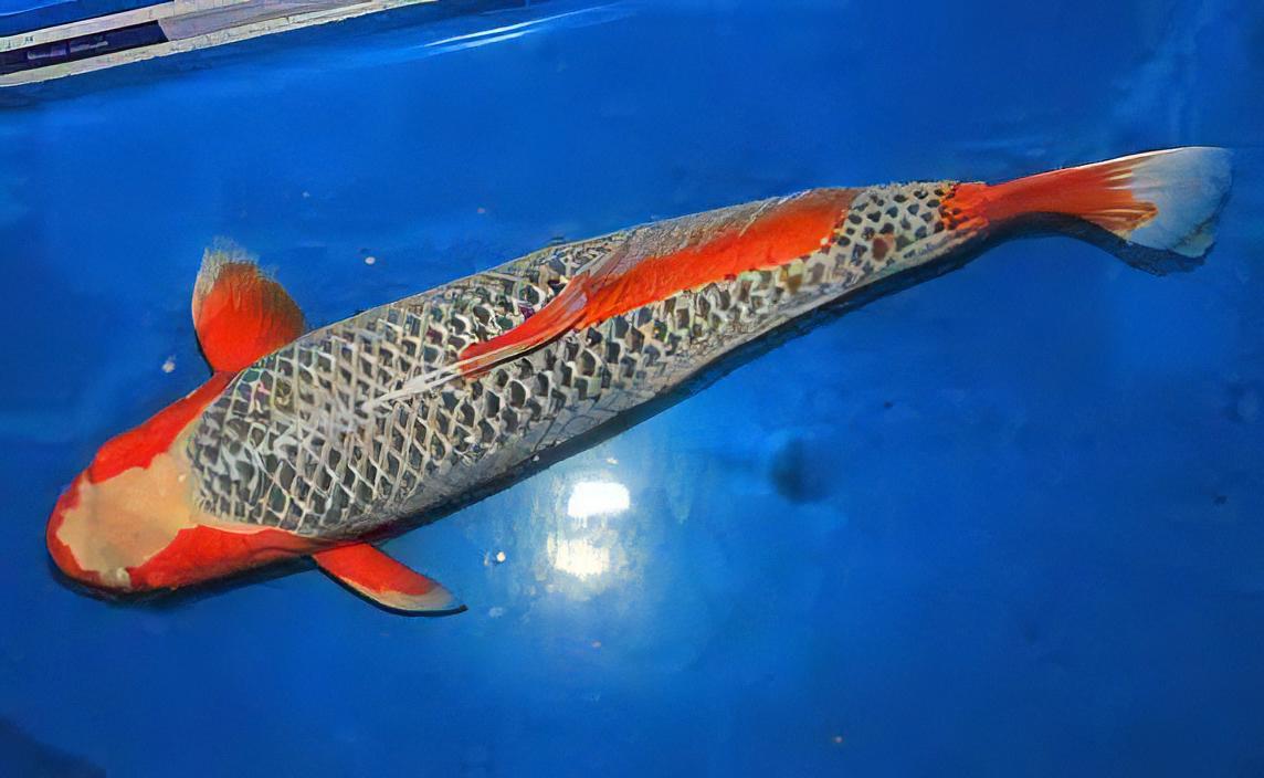 Asagi Japanese Koi Carp Cyprinus Carpio - Image 7