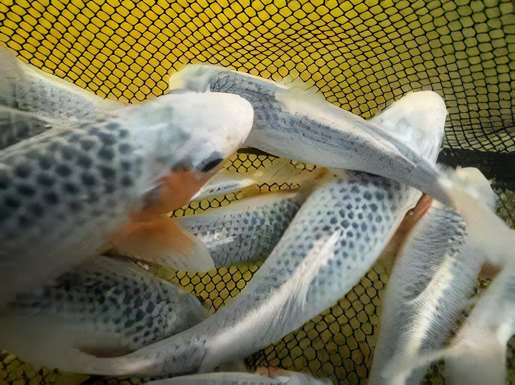 Asagi Japanese Koi Carp Cyprinus Carpio - Image 10